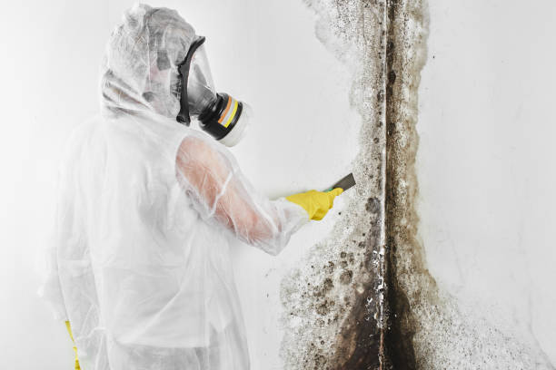 Best Home Mold Removal  in Heflin, AL