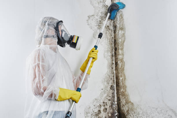 Best Professional Mold Removal  in Heflin, AL