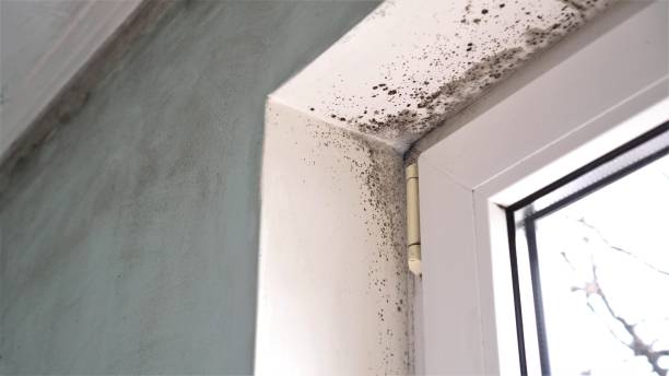 Mold Testing and Removal in Heflin, AL