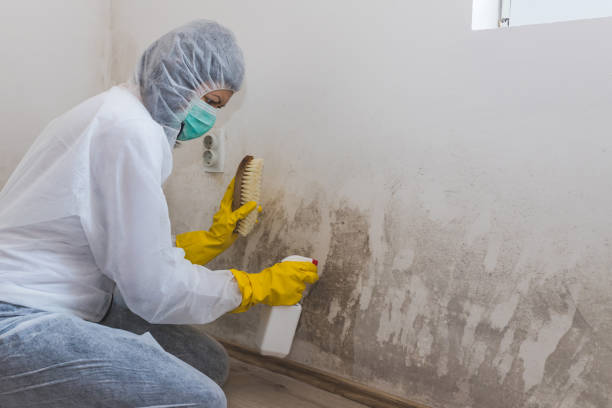 Best Mold Damage Repair  in Heflin, AL