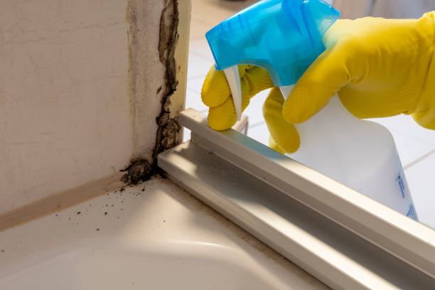 Best Best Mold Removal Companies  in Heflin, AL