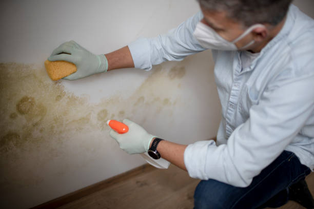 Best Affordable Mold Removal  in Heflin, AL