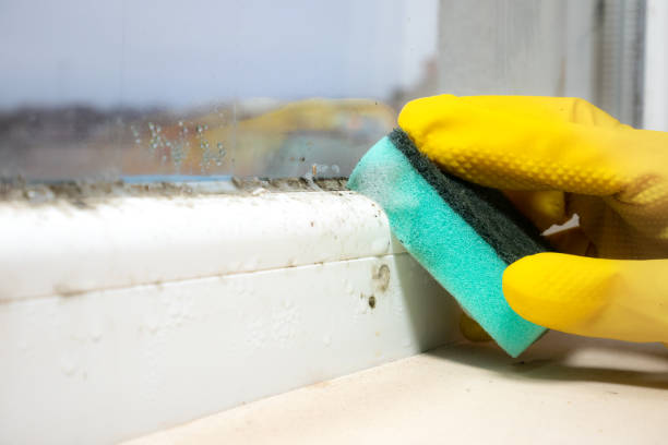 Best Office Mold Removal Services  in Heflin, AL