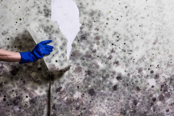 Best Fast Mold Removal  in Heflin, AL